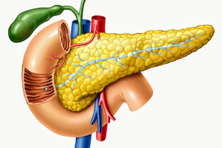 Know The Functions That Your Pancreas Performs, And Which Diseases Can Affect Its Normal Functioning 